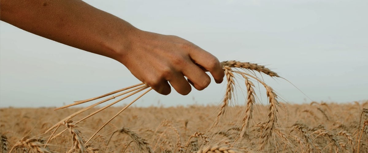 RÉUSSIRONS-NOUS À ÉRADIQUER LA FAIM DANS LE MONDE ?